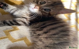 Domestic Shorthair cats for sale: 3 gorgeous kittens ready for their new home - Image 7