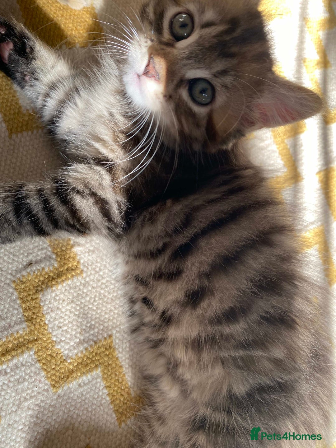 Domestic Shorthair cats for sale: 3 gorgeous kittens ready for their new home - Image 7