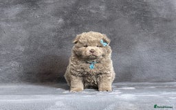 Chow Chow dogs for sale: Exotic colour pure chow chow puppies for sale - Image 5