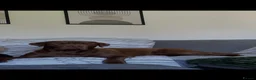 Labrador Retriever dogs for stud: Male Labrador For Stud  - Advert 4
