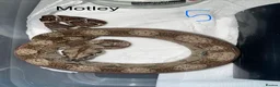 Boa Snake reptiles for sale: Baby boa constrictors various morphs in Cannock - Advert 4