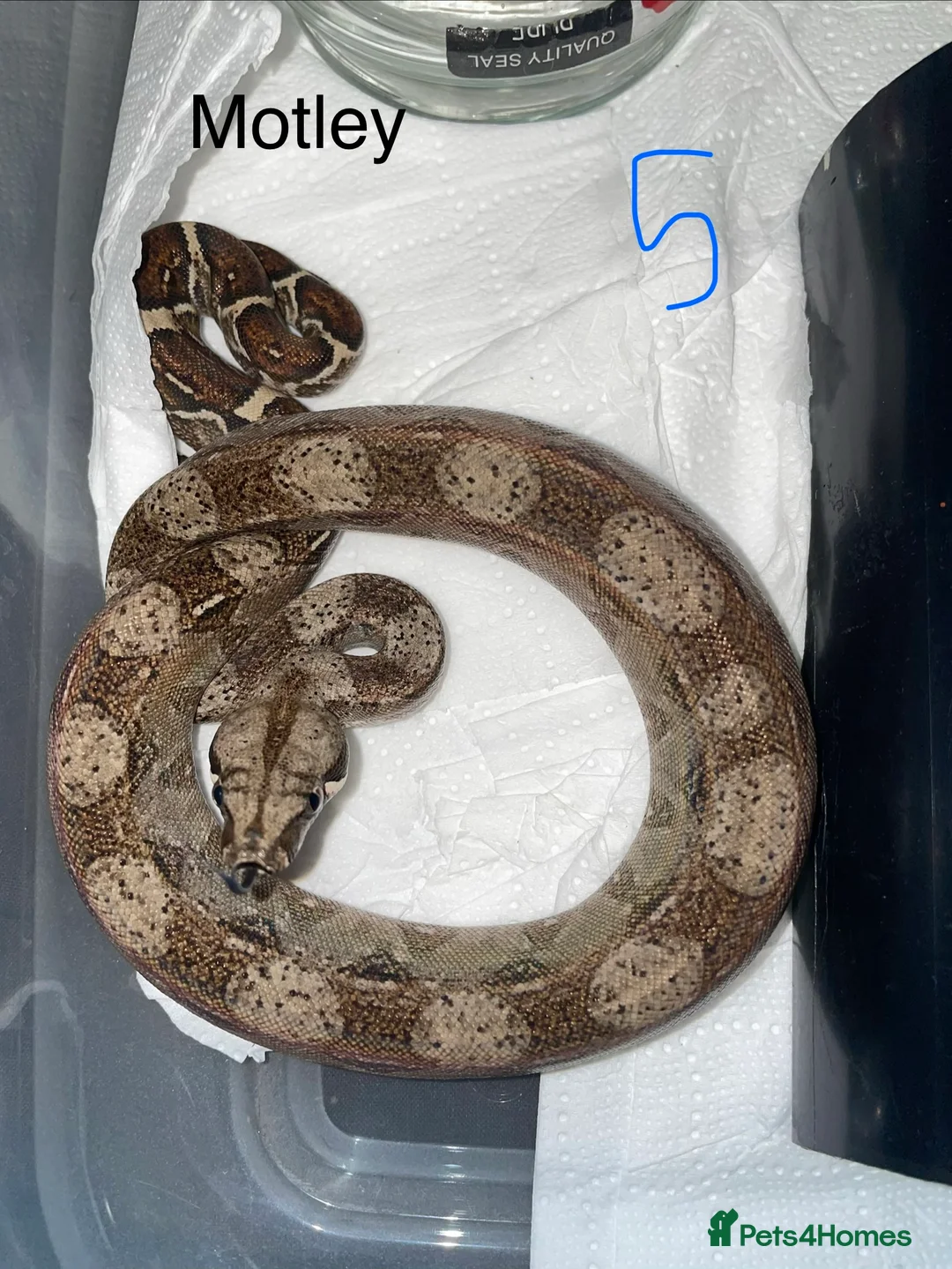 Boa Snake reptiles for sale: Baby boa constrictors various morphs in Cannock - Advert 4