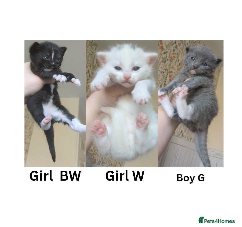 Mixed Breed cats 3 adorable kitties - Advert 1