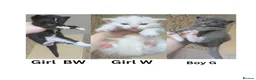 Mixed Breed cats for sale: 3 adorable kitties - Advert 1