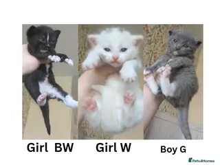 Mixed Breed cats 3 adorable kitties - Advert 1