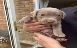 Labrador Retriever dogs for sale: Silver Labrador Puppies for sale  - Image 6