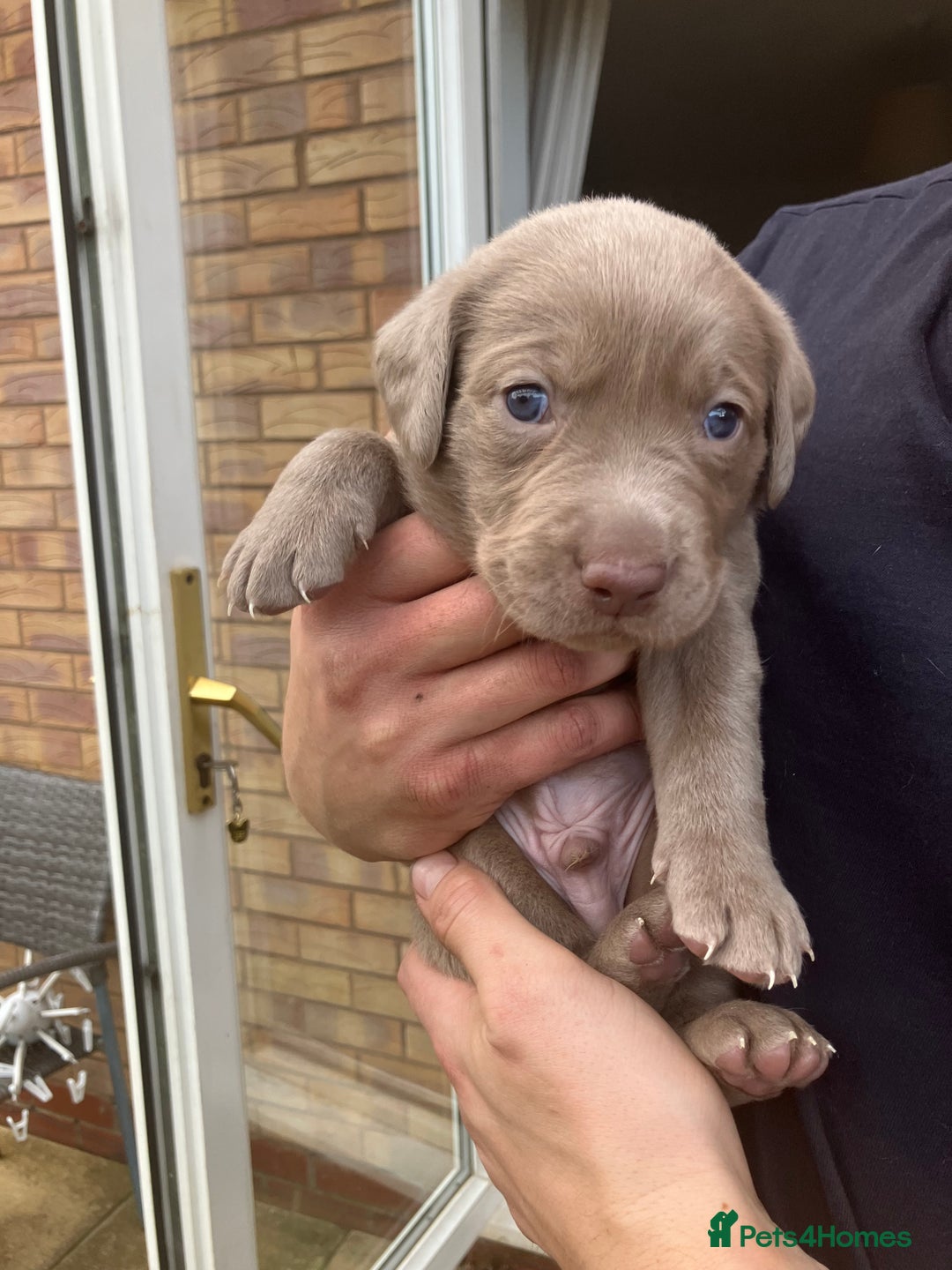 Labrador Retriever dogs for sale: Silver Labrador Puppies for sale  - Image 6