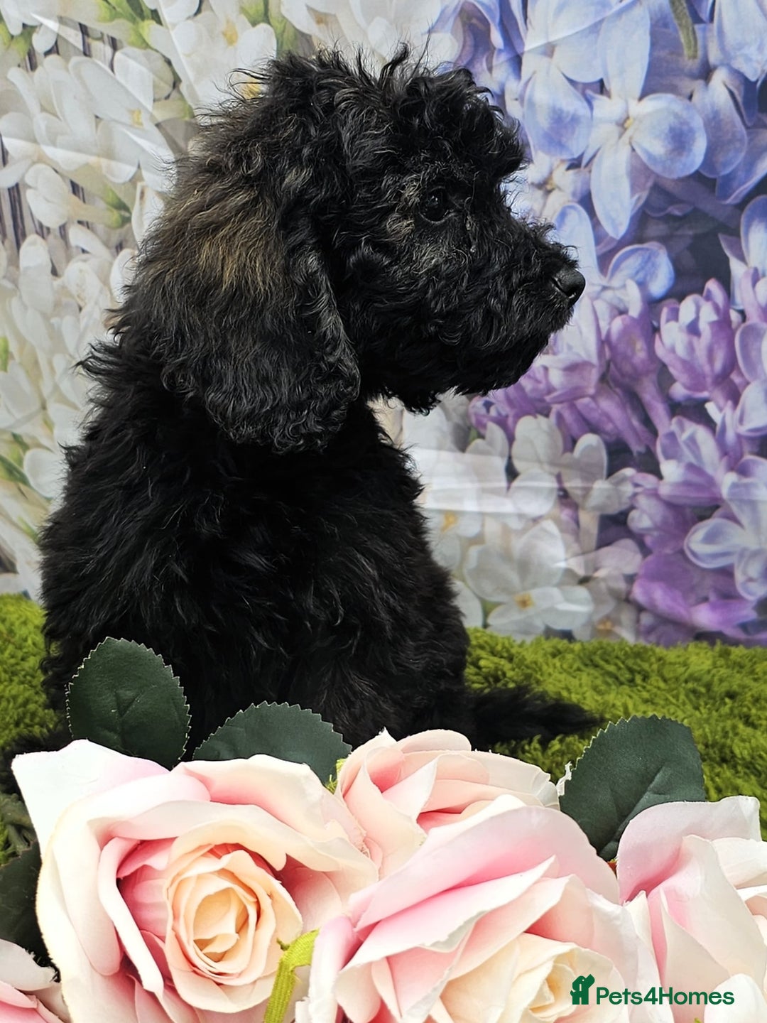 Cockapoo dogs for sale: READY NOW !! sable & brindle tri colour cockapoos - Image 27