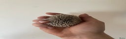 Pygmy Hedgehog rodents for sale: Stunning female hoglets for sale!  - Advert 5