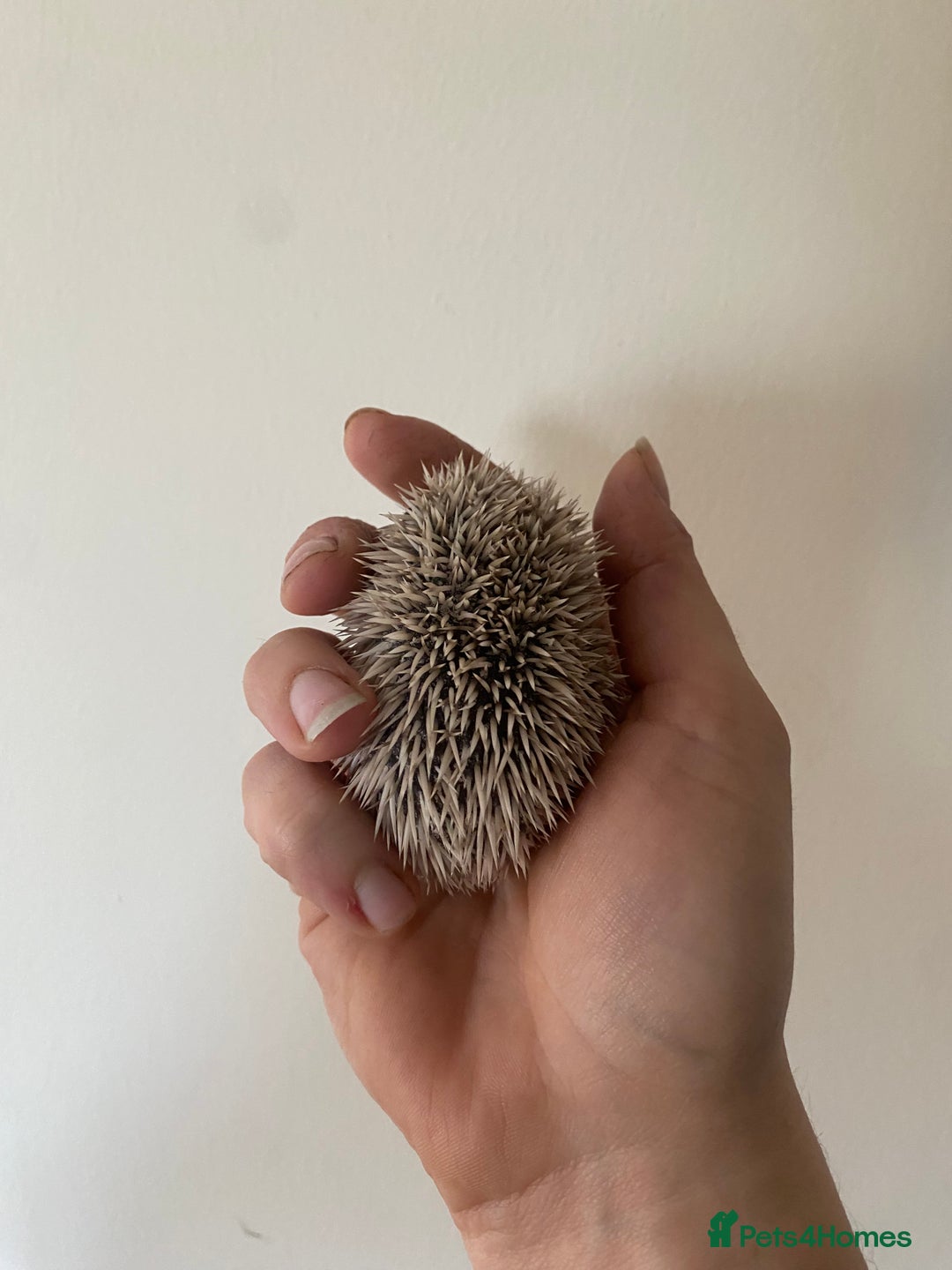 Pygmy Hedgehog rodents for sale: Stunning female hoglets for sale!  - Advert 5