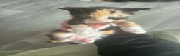 Mixed Breed cats for sale: Kittens for sale  - Advert 8