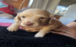 Dachshund dogs for sale:  Cream long haired miniature Dachshund - Image 9