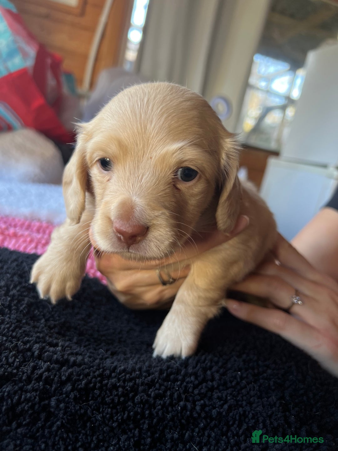 Dachshund dogs for sale:  Cream long haired miniature Dachshund - Image 9