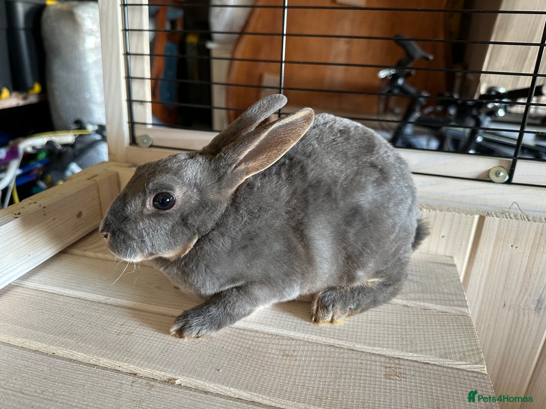 Rex rabbits for sale: Rex Standard Kits available  - Advert 1