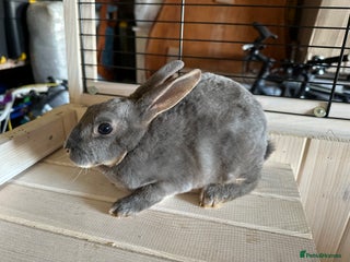 Rex rabbits Rex Standard Kits available - Advert 16