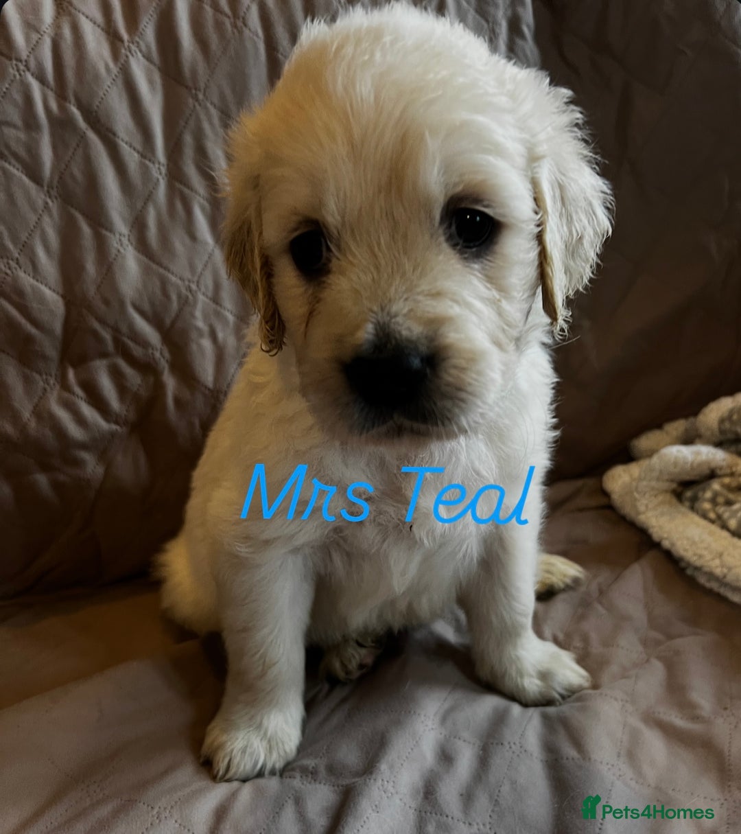 Golden Retriever dogs for sale: Adorable pedigree Golden Retriever puppies  - Image 16