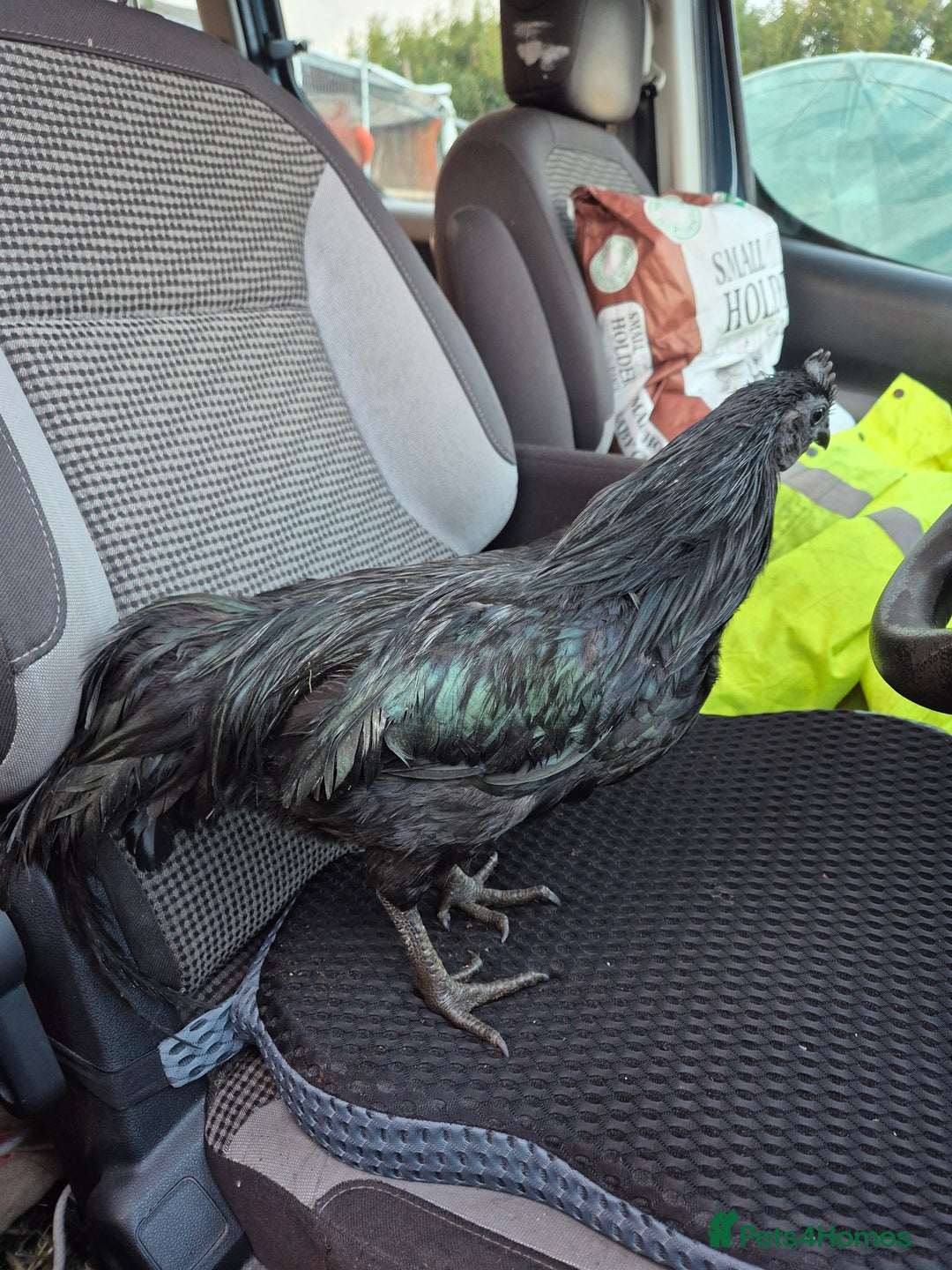 Chickens poultry for sale: Ayam cemani - Advert 3