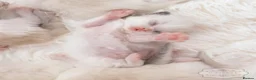 Ragdoll cats for sale: Ragdoll Kitten Boy | CHAMPION PARENTS TICA - Advert 7