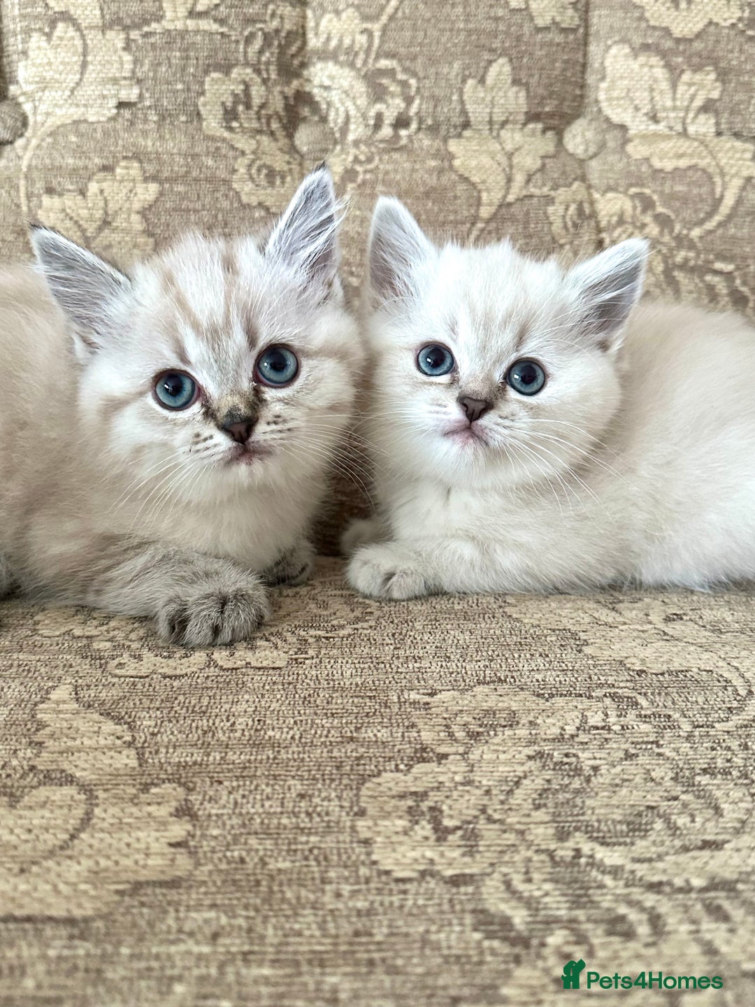 Siberian cats for sale: Adorable Siberian Neva Kittens - Advert 2