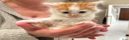 Mixed Breed cats for sale: Fluffy long haired male kitten available now - Advert 4