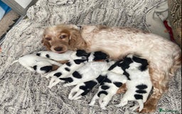 Sprocker dogs for sale: Sprocker Spaniel puppies  - Image 1