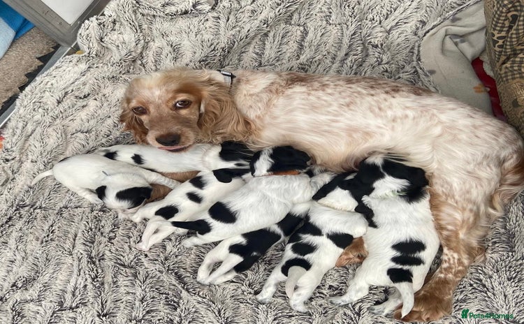 Sprocker dogs - Advert 1