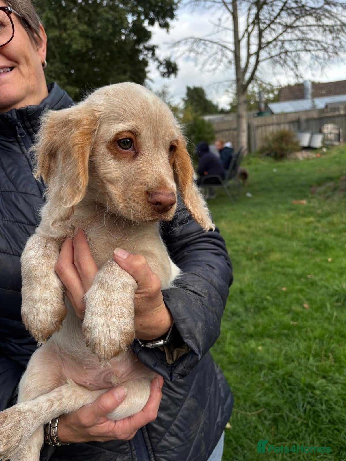 Cocker Spaniel dogs 2 REMAINING KC REG WORKING COCKER BOYS LEFT - Advert 8