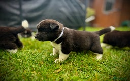 Akita dogs for sale: Quality KC Registered American Akita Puppies - Image 8