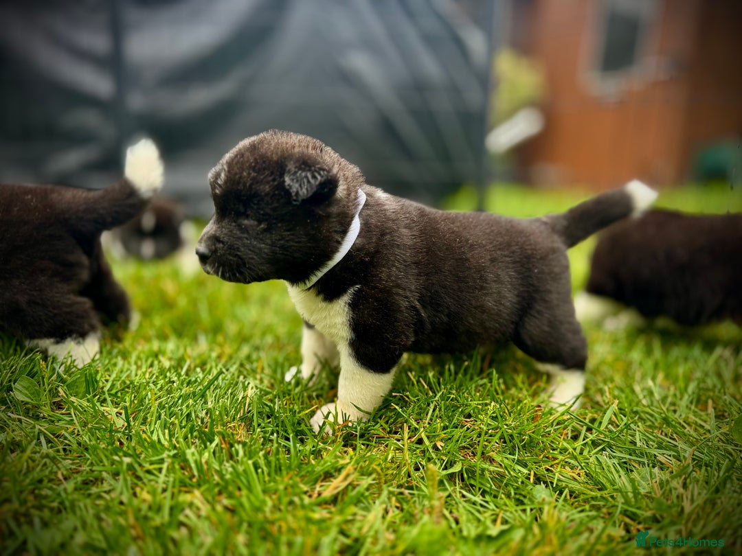 Akita dogs for sale: Quality KC Registered American Akita Puppies - Image 8