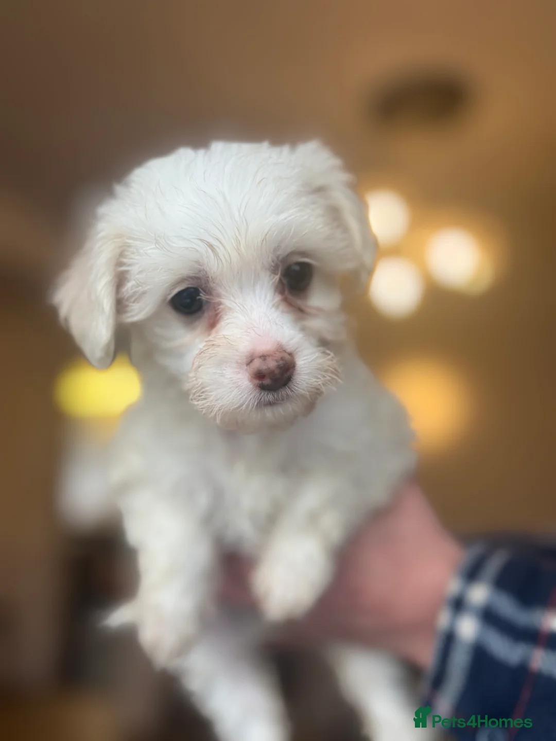 Chinese Crested dogs for sale: 🐾  Chinese Crested Puppies   - Advert 11