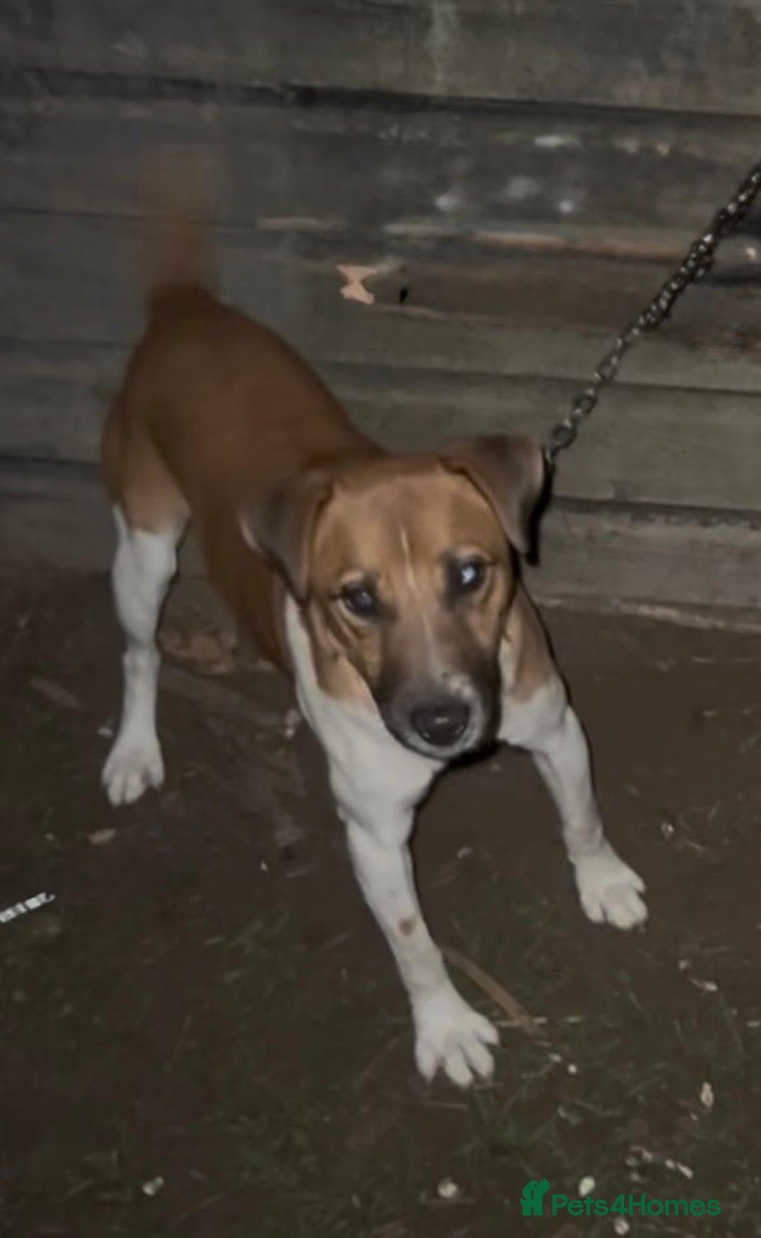 Plummer Terrier dogs for sale: Plummer terrier  - Image 4