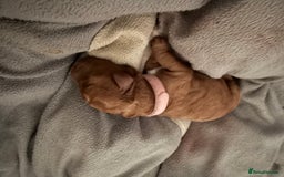 Cockapoo dogs for sale: Championship bloodline F1B toy Cockapoos  - Image 6