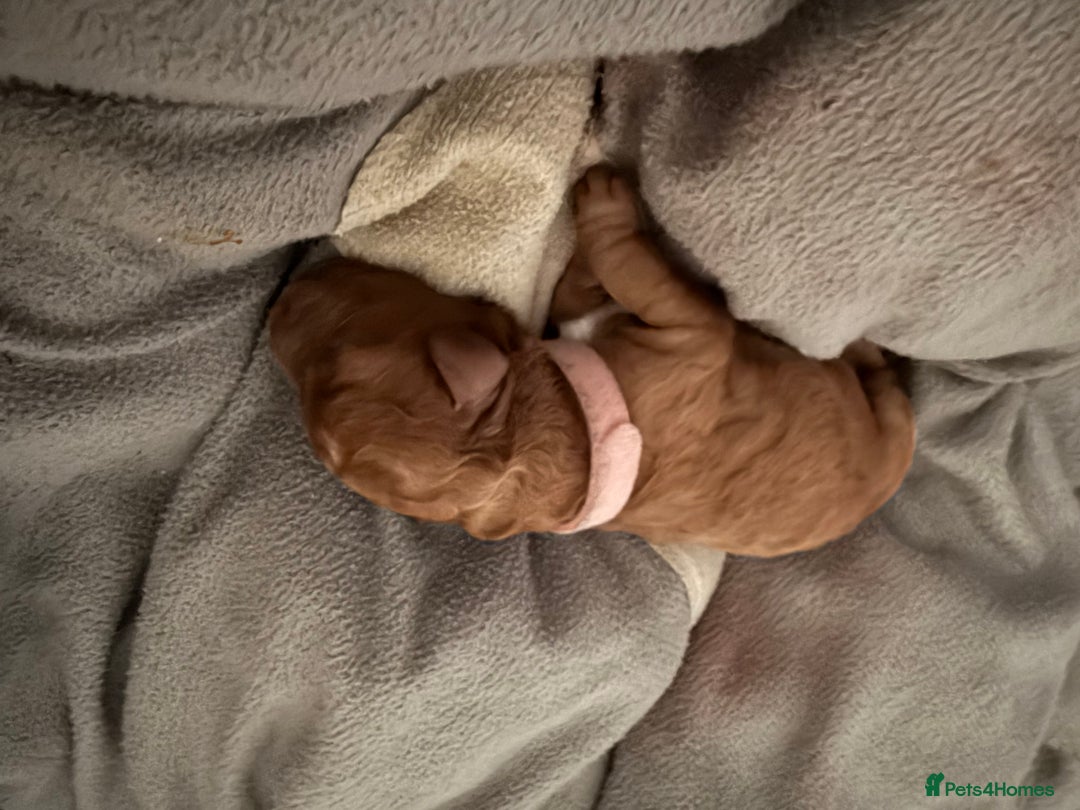 Cockapoo dogs for sale: Championship bloodline F1B toy Cockapoos  - Image 6