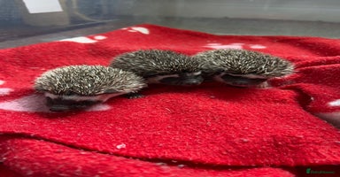Pygmy Hedgehog rodents - Advert 5
