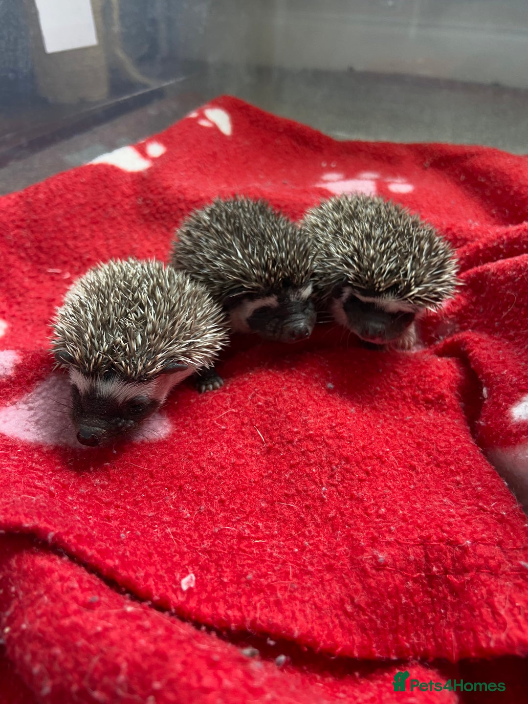 Pygmy Hedgehog rodents for sale: Pygmy Hedgehogs - Babies & Older hogs Available - Image 2