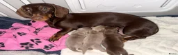 Dachshund dogs for sale: Gorgeous dachshund pups available for reservation - Advert 2