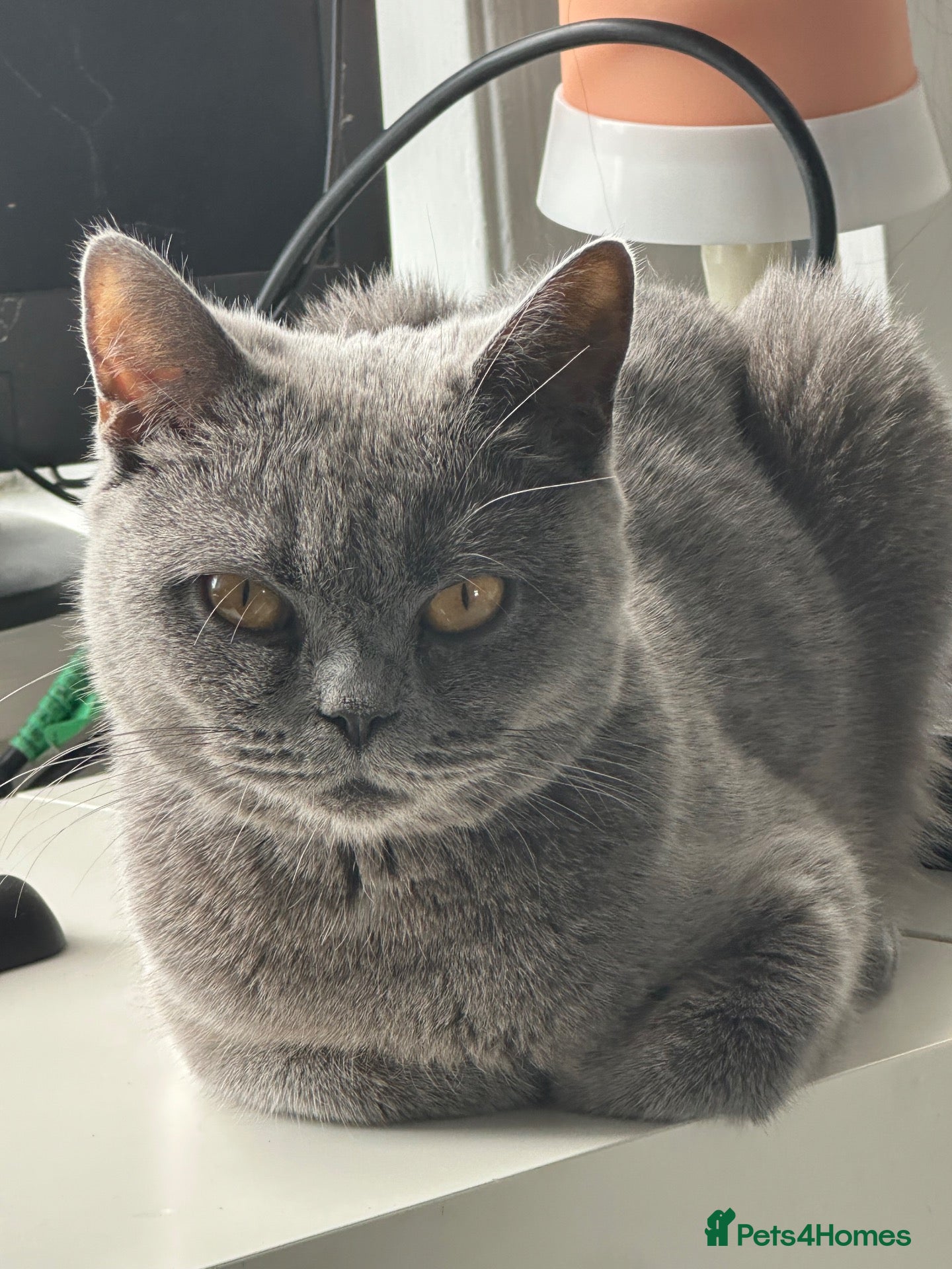 British Shorthair cats Ms Sadia Rafique  - Advert 6