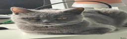 British Shorthair cats for sale: Ms Sadia Rafique  in Bradford - Advert 1
