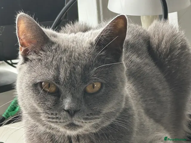 British Shorthair cats Ms Sadia Rafique - Advert 14