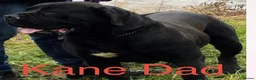 Cane Corso dogs for sale: Beautiful Cane Corso Cross Puppies – Male & Female in Gravesend - Advert 19