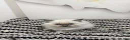 Ragdoll cats for sale: TICA Pedigree Ragdolls Kittens  - Advert 18