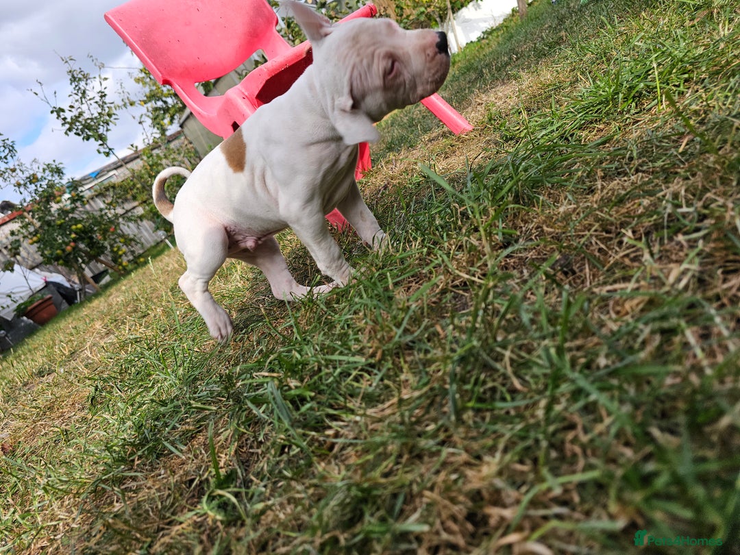 Staffordshire Bull Terrier dogs for sale: 🐾 Beautiful Staffordshire Bull Terrier Puppies 🐾 - Image 12