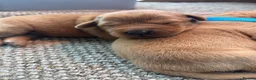 Labrador Retriever dogs for sale: Dark fox red Labrador Retriever Puppies For Sale  in Corwen - Advert 20