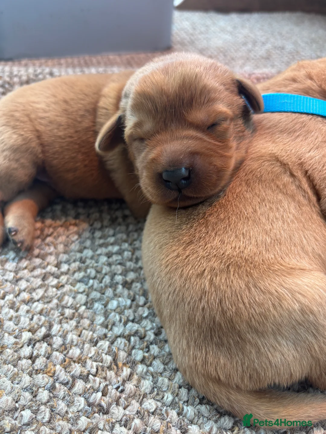 Labrador Retriever dogs for sale: Dark fox red Labrador Retriever Puppies For Sale  in Corwen - Advert 20