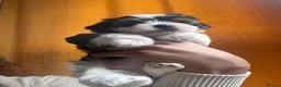 Biewer Terrier dogs for sale: 5 beautiful puppies  - Advert 11