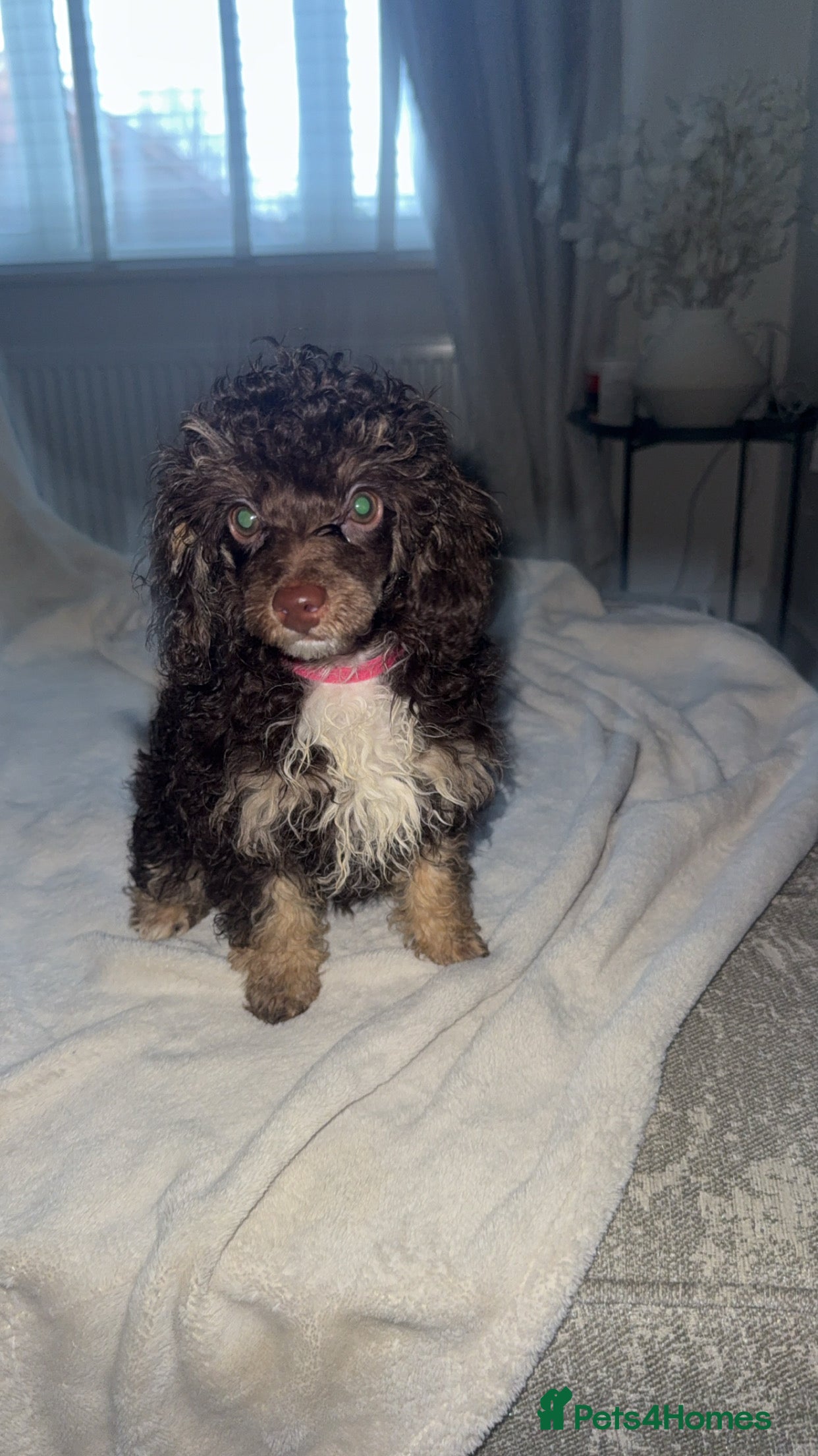 Toy Poodle dogs 2 Chocolate phantom rare colour toy poodles KC REG - Advert 15