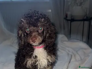 Toy Poodle dogs 2 Chocolate phantom rare colour toy poodles KC REG - Advert 15