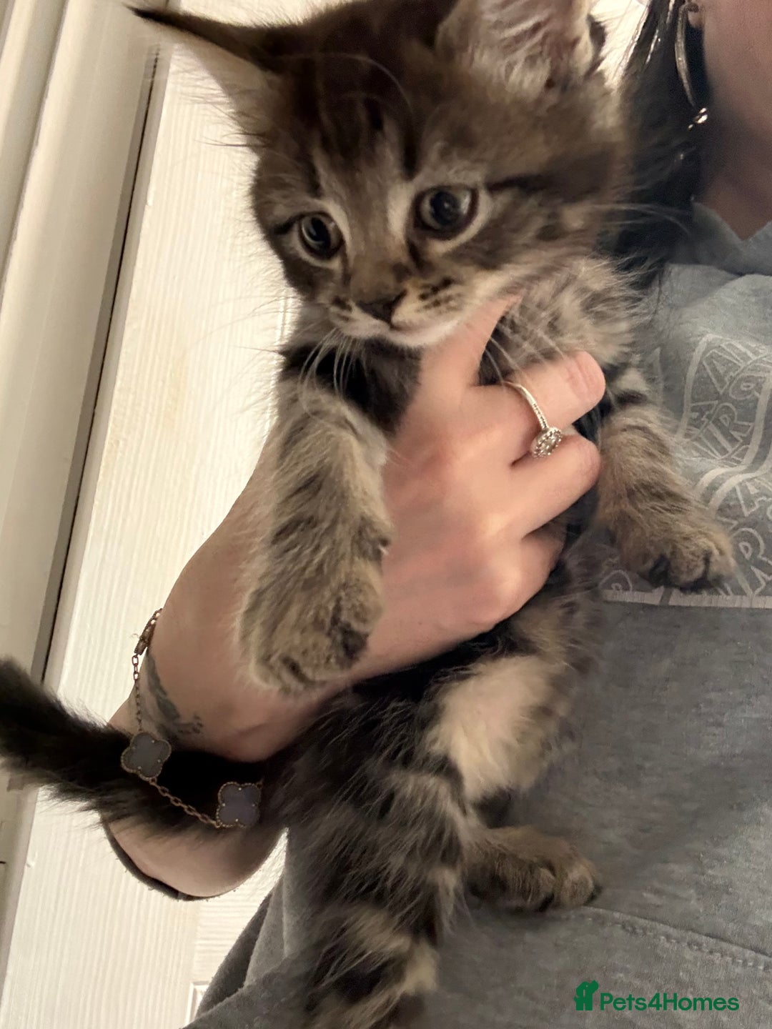 Mixed Breed cats for sale: Mixed breed male kittens - Advert 2