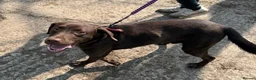 Springador dogs for sale: Chocolate Springador Puppies – Boys & Girls - Advert 25
