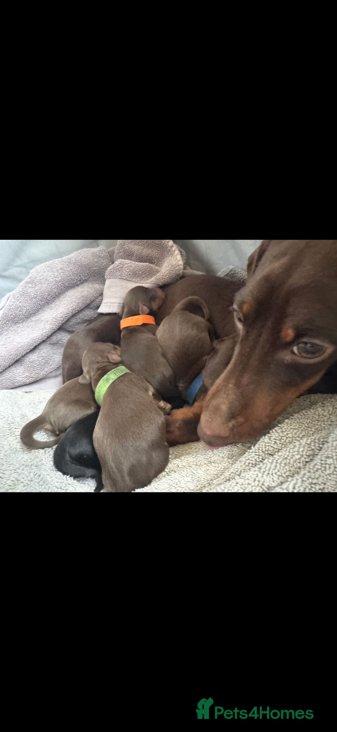 Miniature Dachshund dogs for stud: Proven miniature daschund - Advert 4